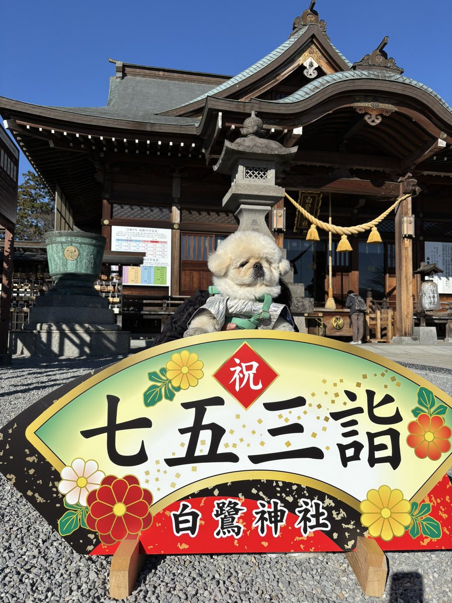 ペキニーズのぱるくん🦭 tweet media