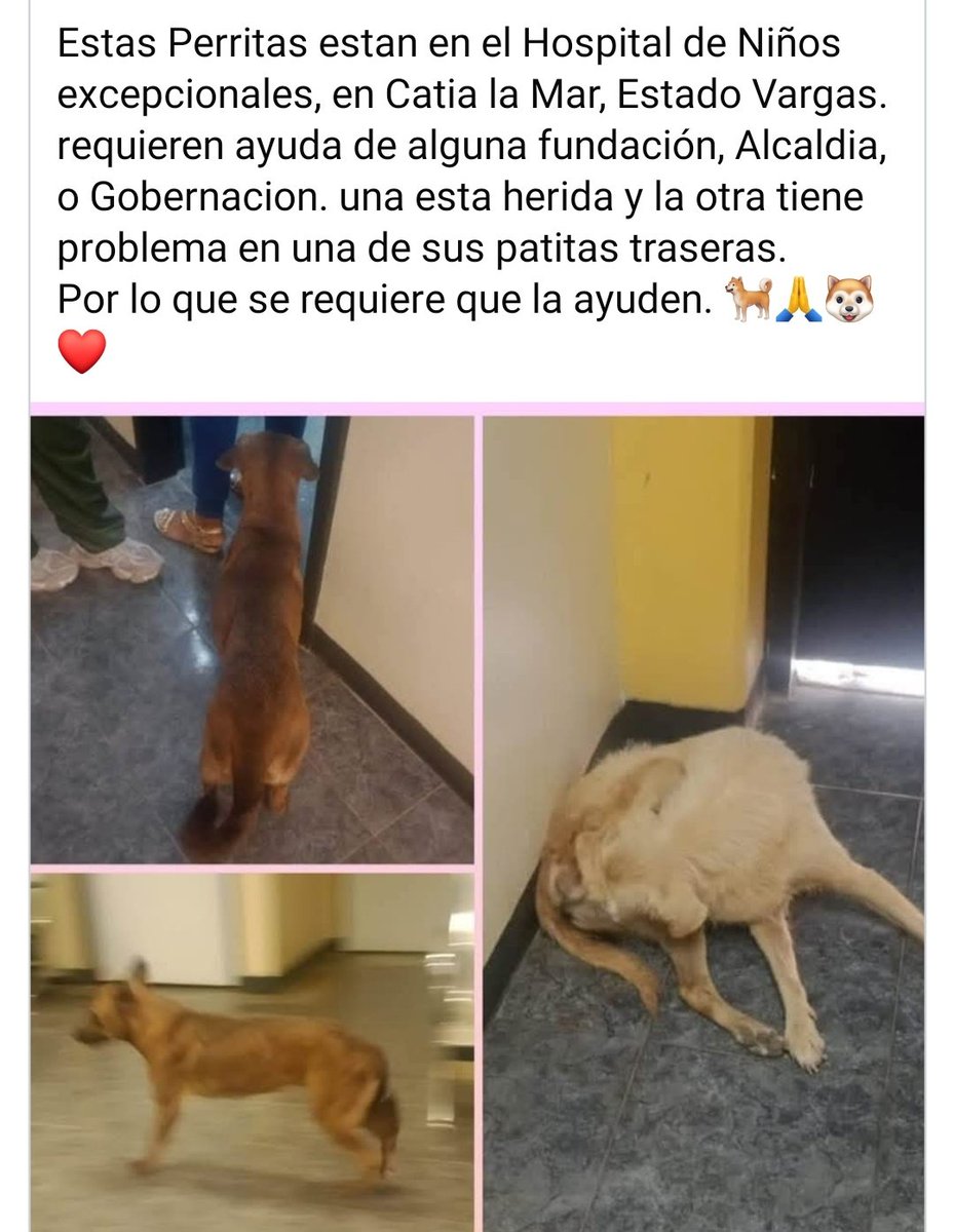 PerroUsuario Wof '•' tweet media