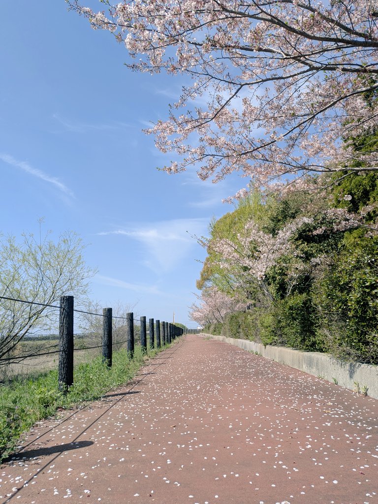 sooool438528's tweet image. Sunday morning
Chasing shade on my #run

久しぶりのややロング🏃‍♀️
ハーフのつもりで出たけど
暑さにやられ断念🫠

無理しないのも大事ってことで🙆‍♀️

途中、桜がきれいな道を見つけて迂回🌸
まだまだ楽しめるの嬉しい😊
ちょっと得した気分✨

暑さ、急にやってきましたね😅
またリベンジします🔥