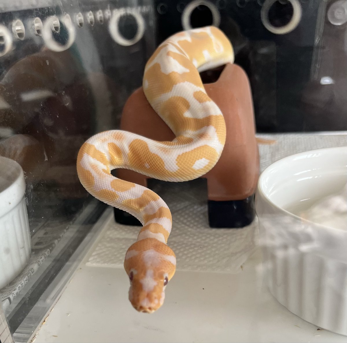 シシ•バナ tweet media