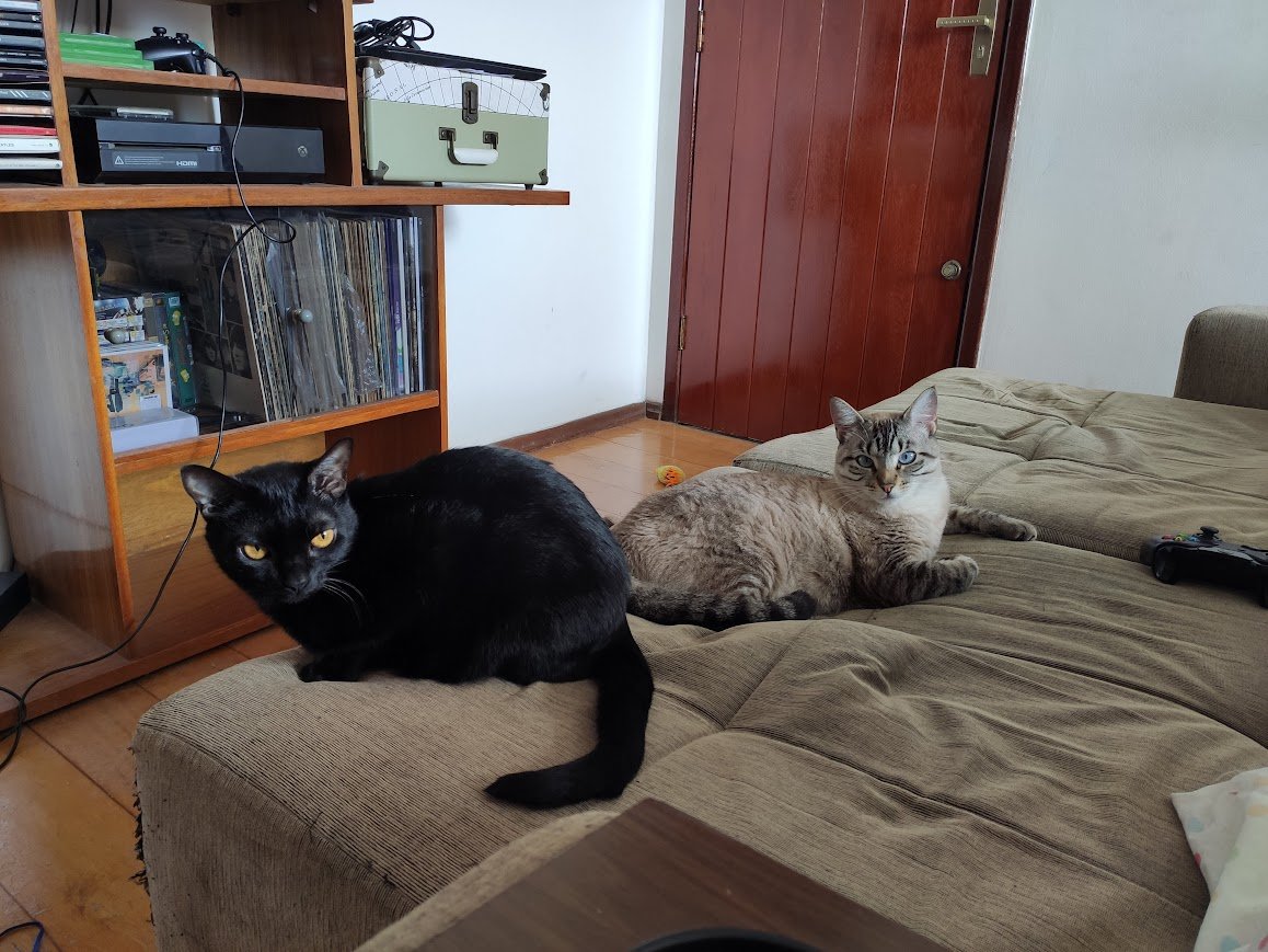 Mari Leão tweet media