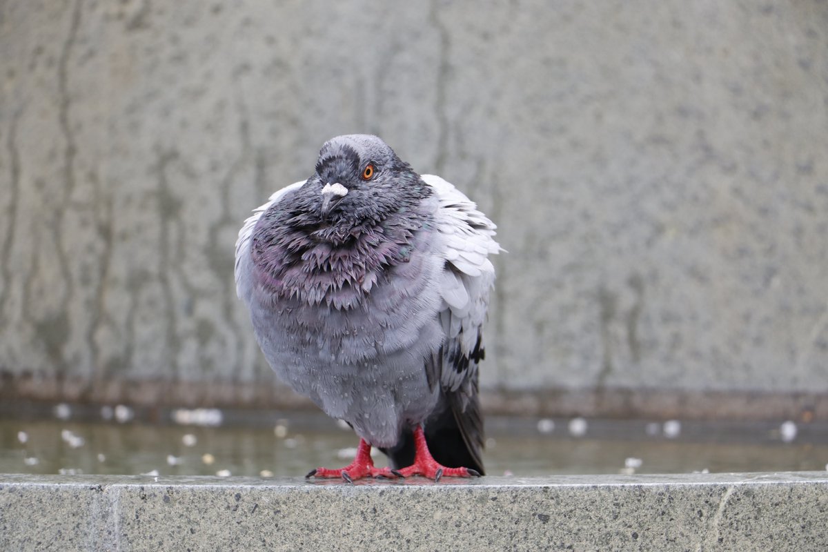 琉球鳩人 tweet media