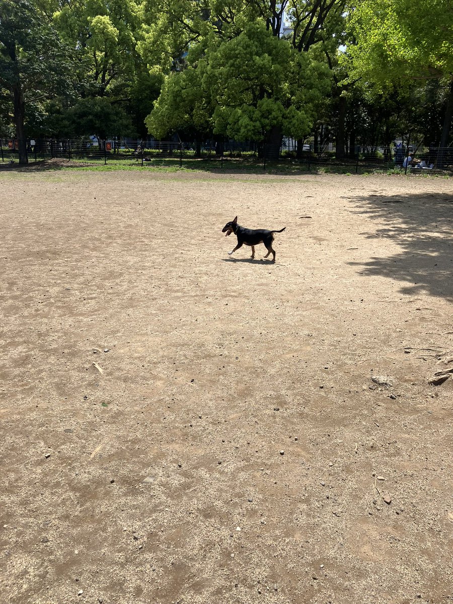 samejima71's tweet photo. 日曜日なのにドッグランなっちゃんだけ https://t.co/bqcQdioxKv