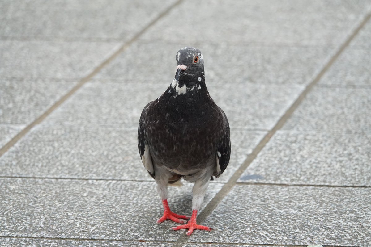 琉球鳩人 tweet media