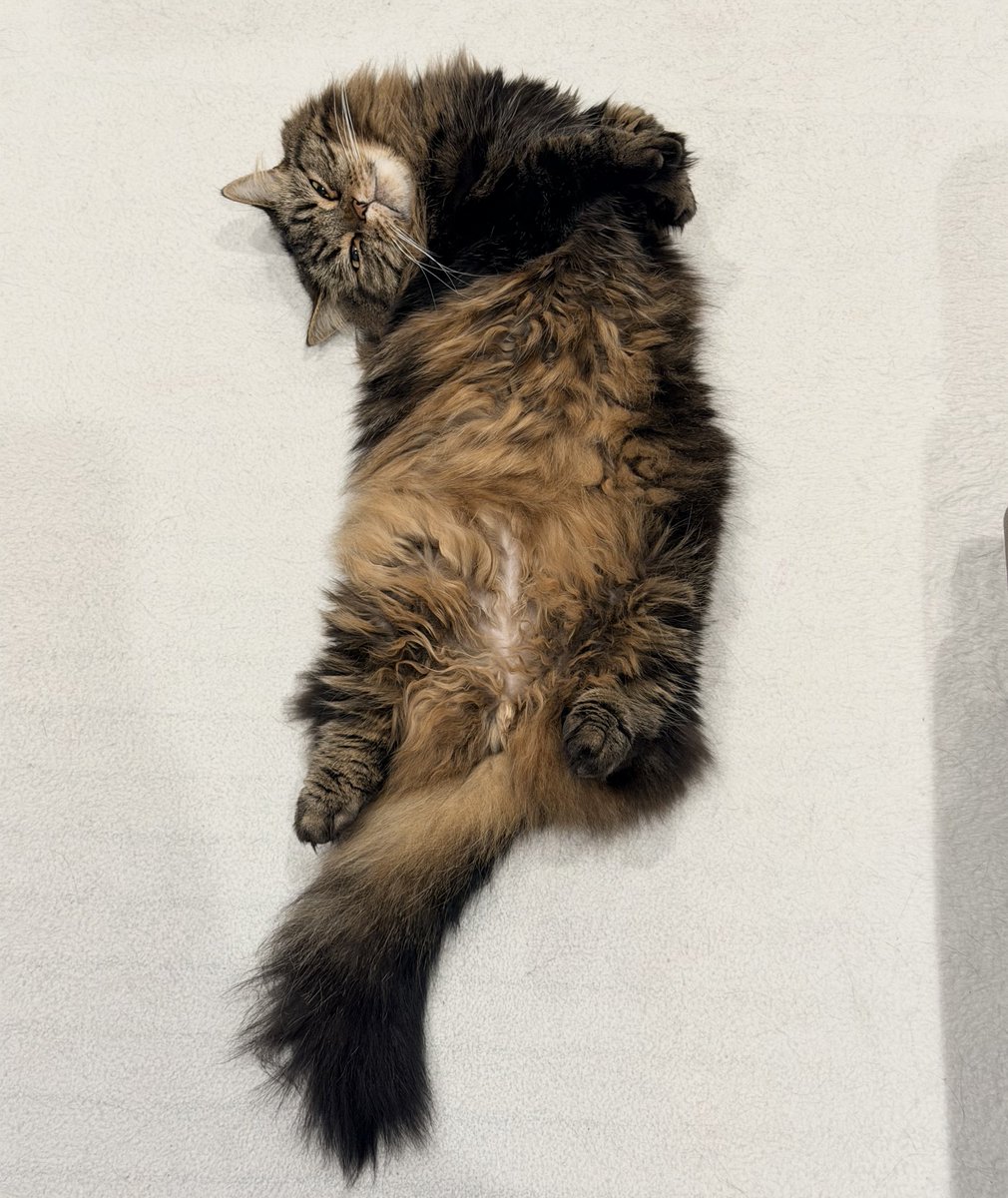 マンチカンのアーサー tweet media