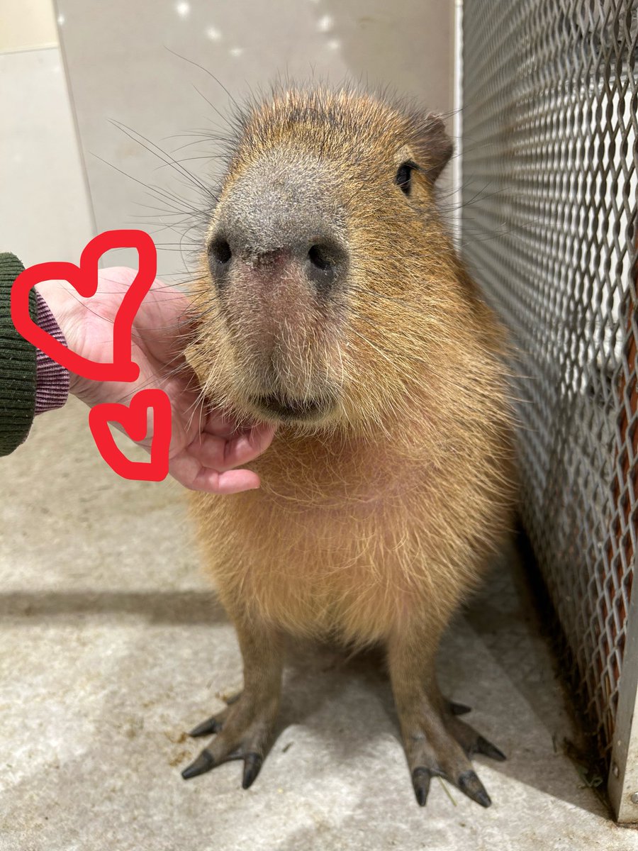 アニタッチ2ヶ月ぶりに行ったんですが、推しのかみちゃまが卒業していた…🎓

いつまでもいると思うな推し😭

写真は在りし頃のかみちゃまです。
ほにゃほにゃでかわいい〜ッ