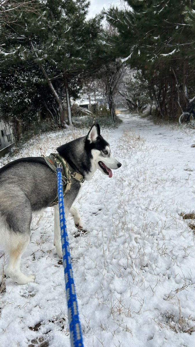 🐶 犬飼いあるある

犬がごはんを食べた後の満足そうな顔、あの表情だけで飼い主も幸せになる。

#犬あるある #犬のいる暮らし #犬好きさんと繋がりたい
