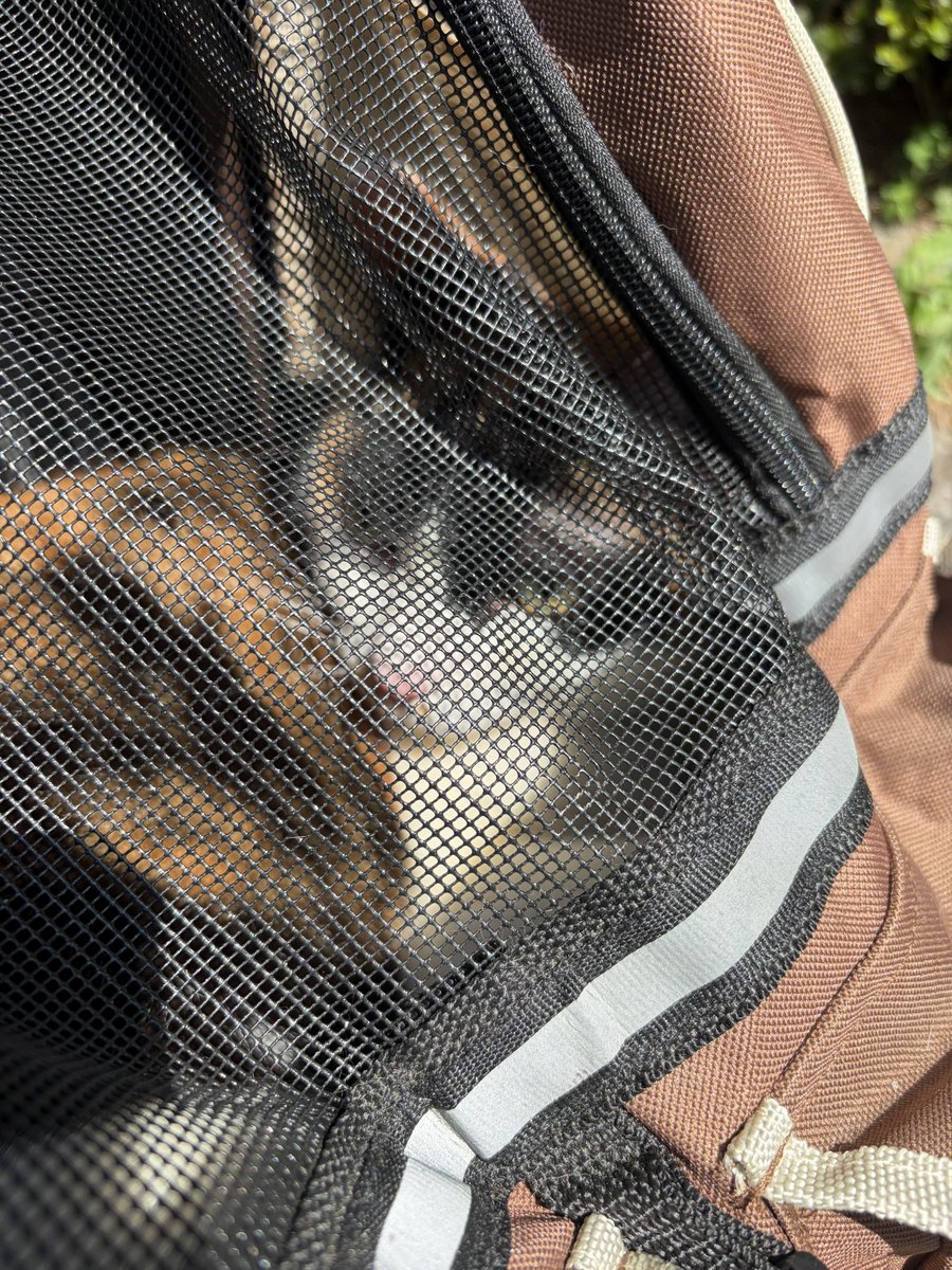 🕊 ひじり🌗 tweet media