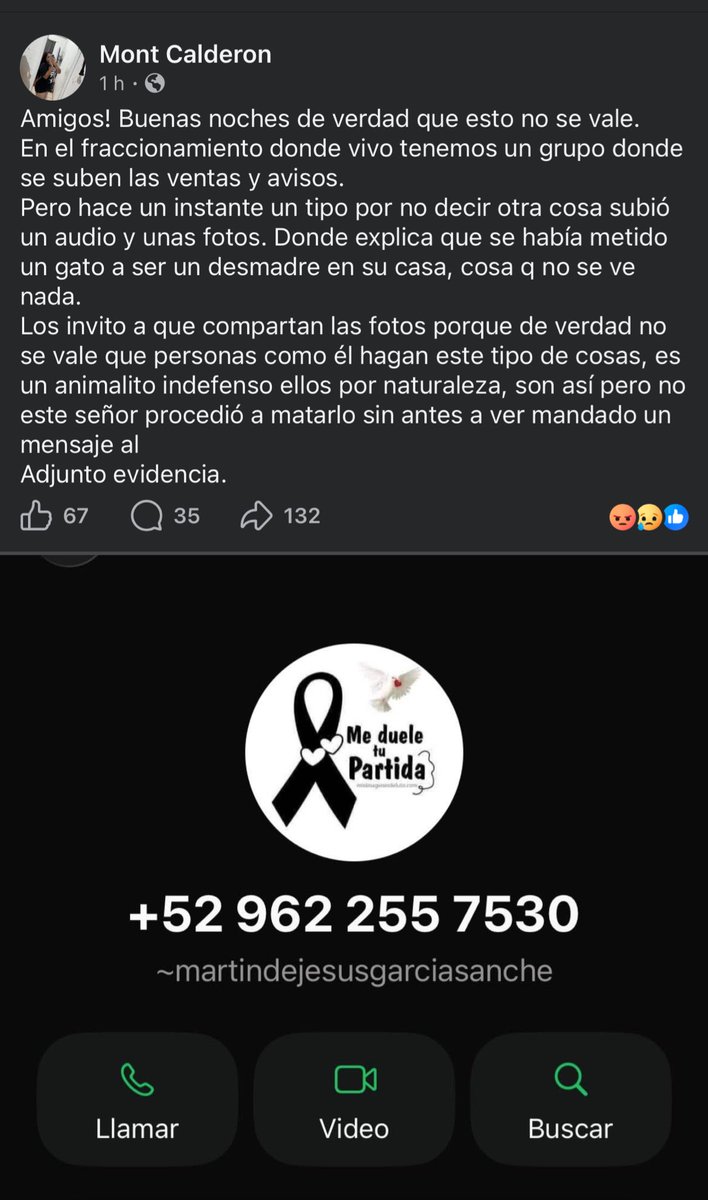 Rescatista FRIKIndependiente🐱 tweet media