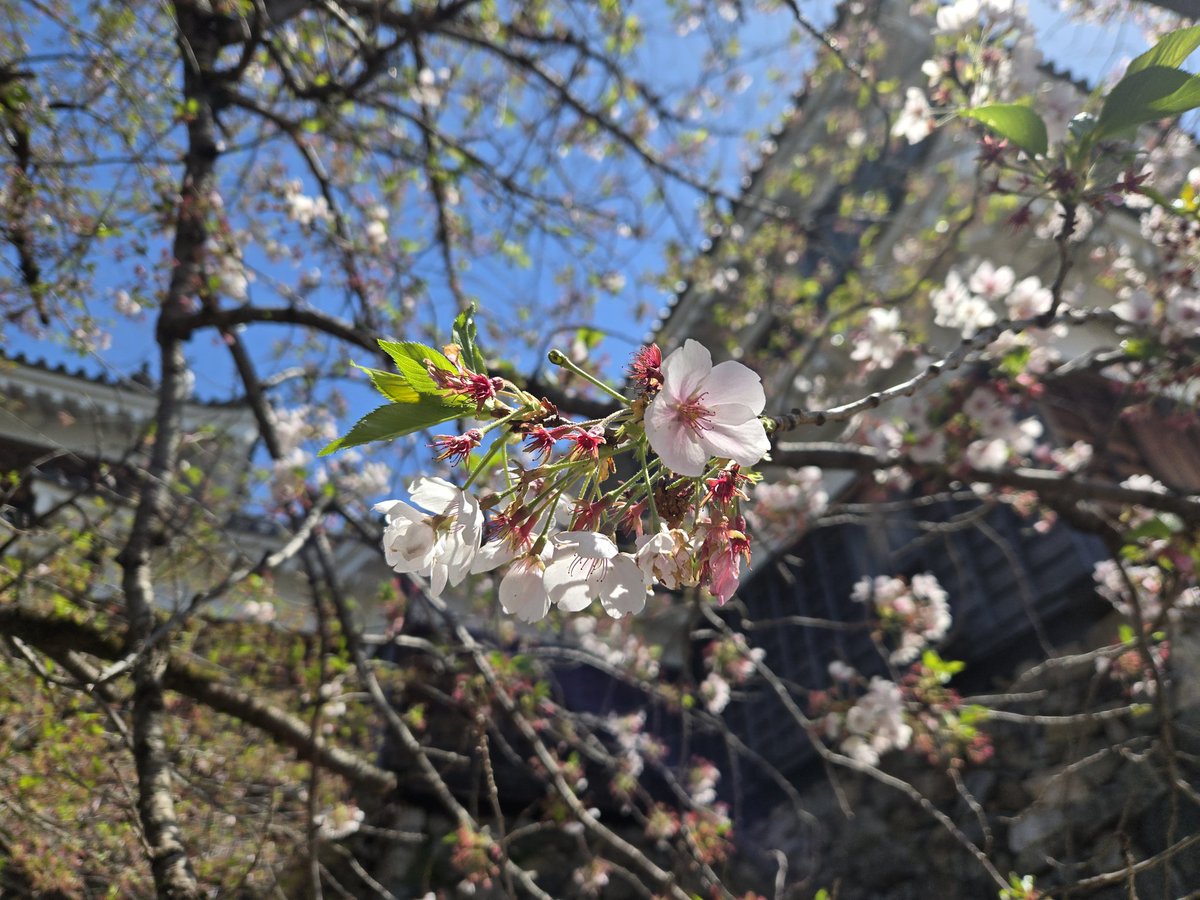 １９のままさ tweet media