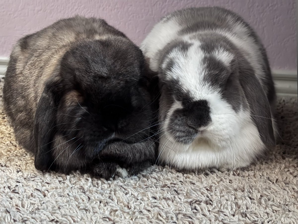 EverTheBeverly 🇺🇸 tweet media