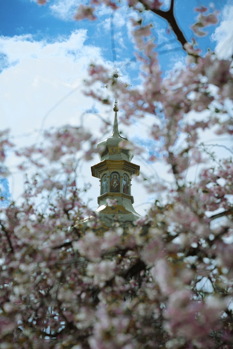 Сакура у дворі Києво-Печерської Лаври 🌸