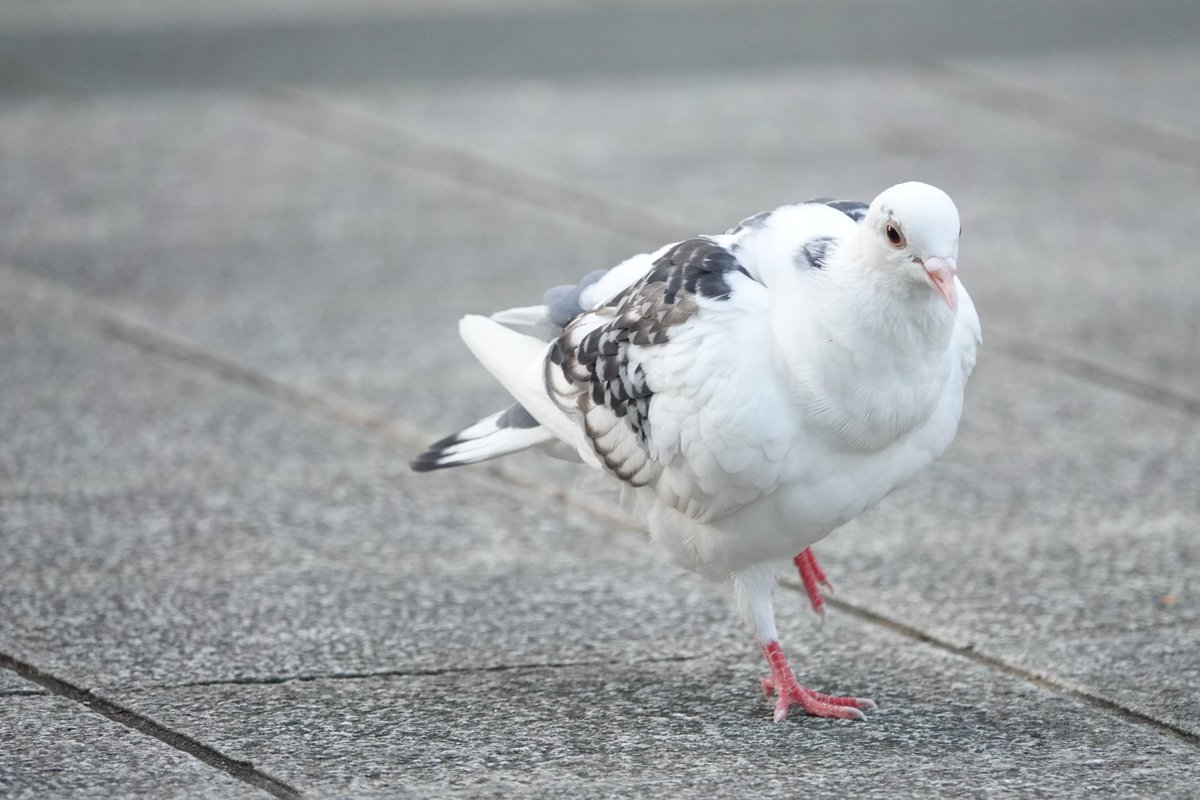 琉球鳩人 tweet media