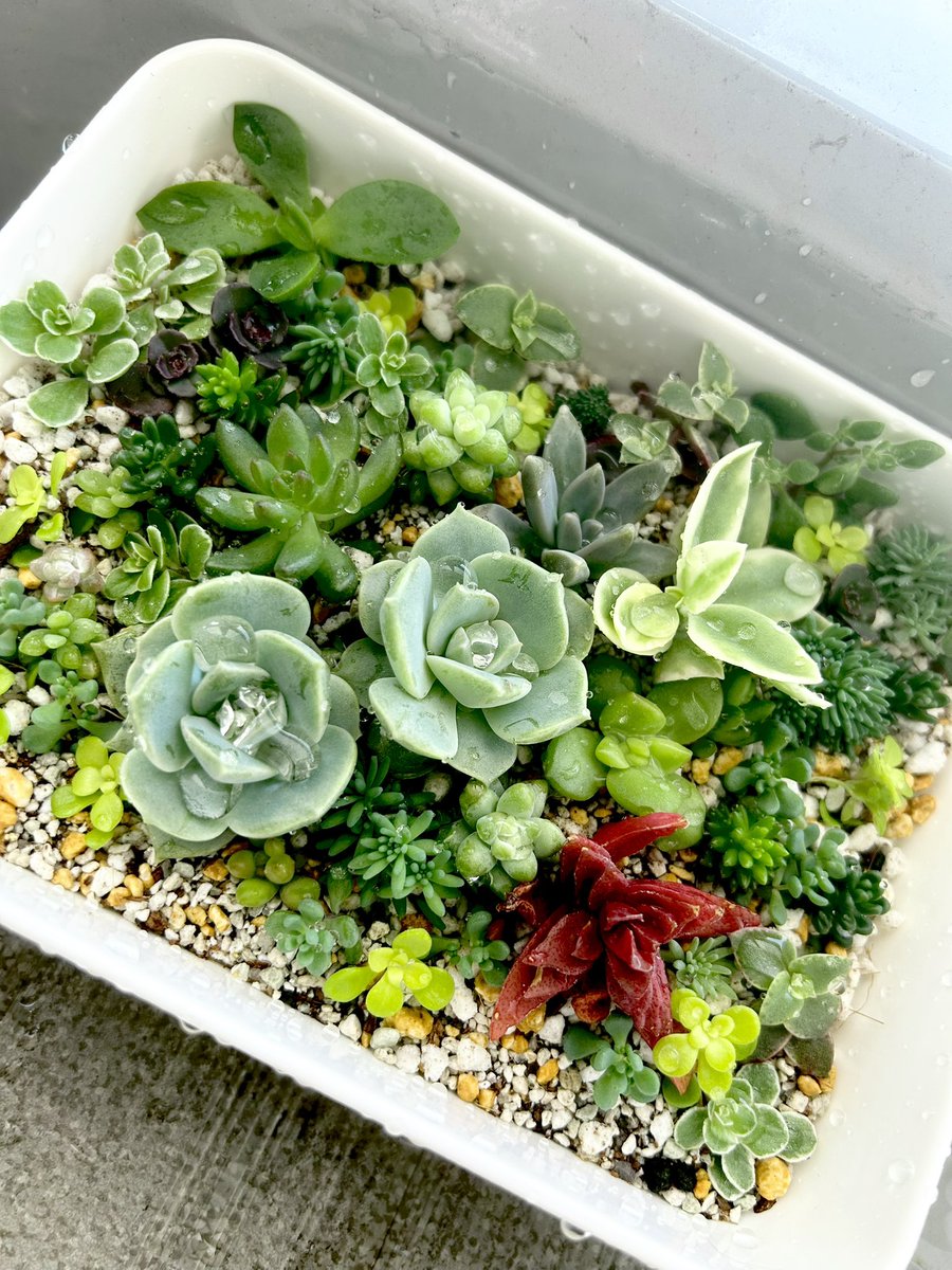 Kuuちゃん　フォートナイト垢🐻‍❄️ tweet media