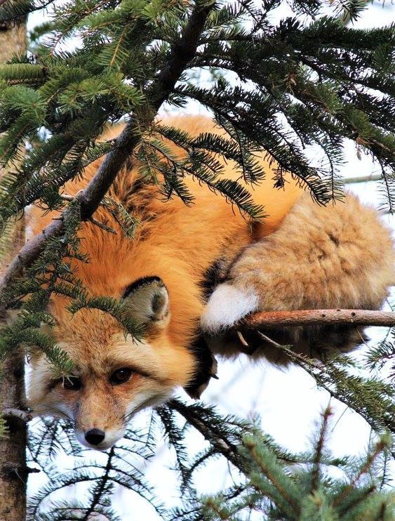 🍁 𝓣𝓱𝓮 𝓕𝓸𝔁 𝓛𝓲𝓯𝓮 🌾🦊 tweet media