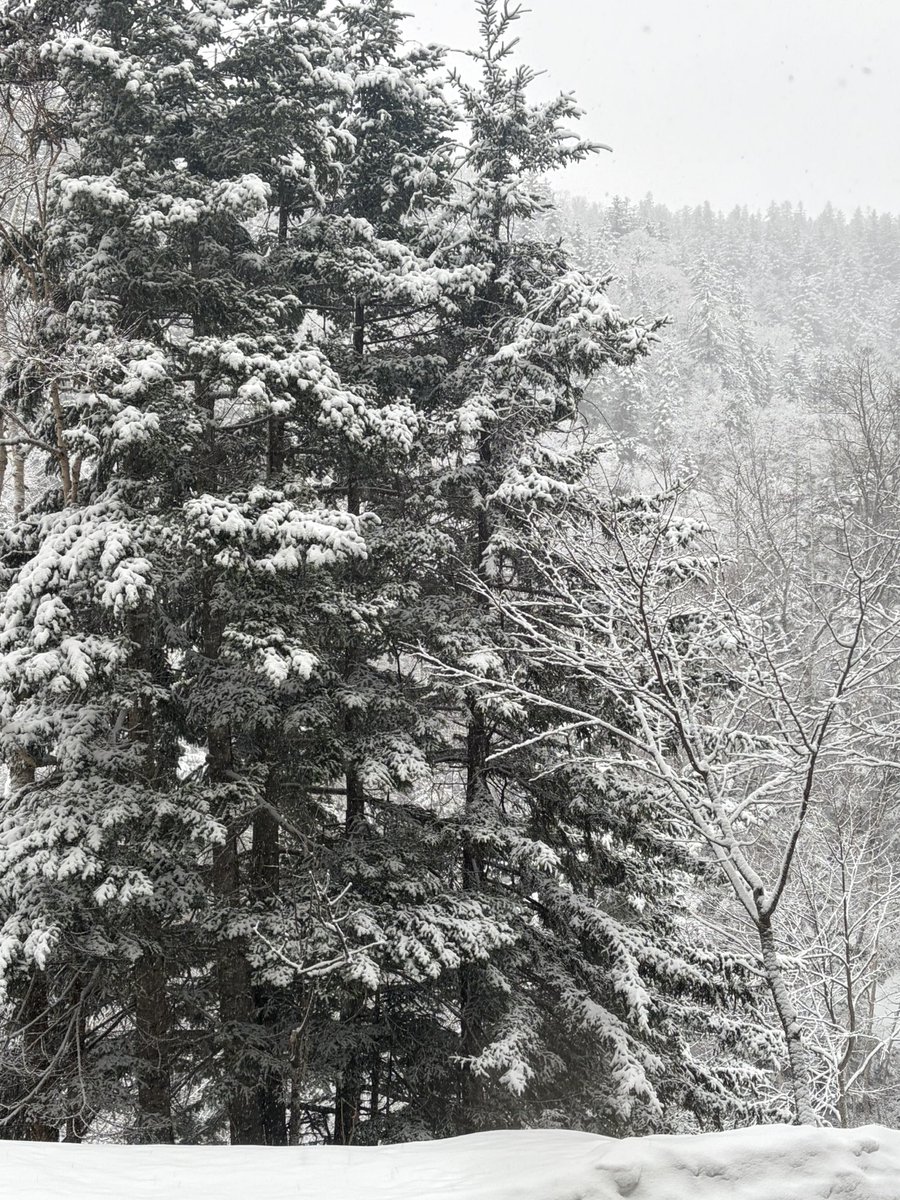 どこだか夏くらい暑いとこあるんだっけ？
こちらはまだまだ冬ですけど🤔