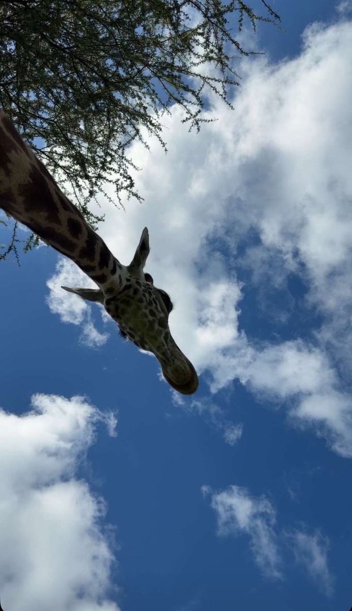 نـُور tweet media