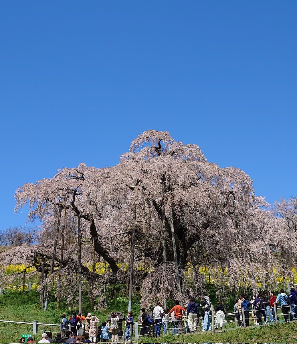 ハロゲン tweet media