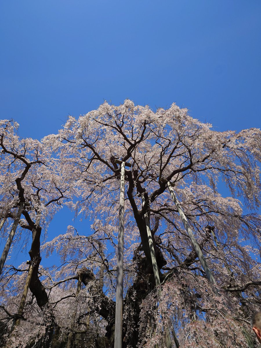 ハロゲン tweet media