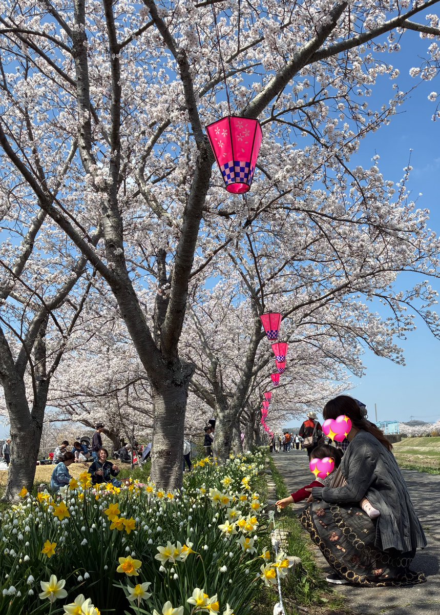lois2811's tweet photo. 三田は今年も桜が綺麗でした🥰
去年は4ヶ月だったけど今年はちゃんと自分でお花を見上げて桜を認識してくれたようです！

木曜日は臨月のピアニストさんの代理で昔お世話になった合唱団の本番伴奏をしておりました🎹
産前と違って練習時間少ない中での本番が増えていく。
練習の質が求められる…🫡 https://t.co/603G6AlWqL