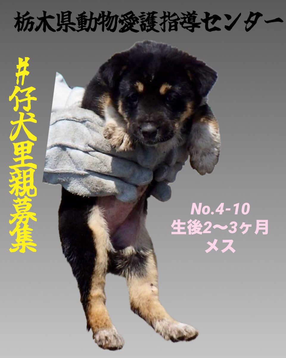 🇯🇵GOLL tweet media