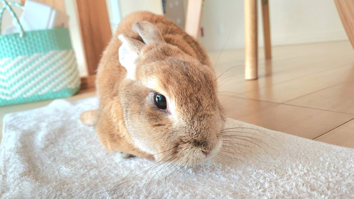 のほほんうさぎのMチャンネル tweet media