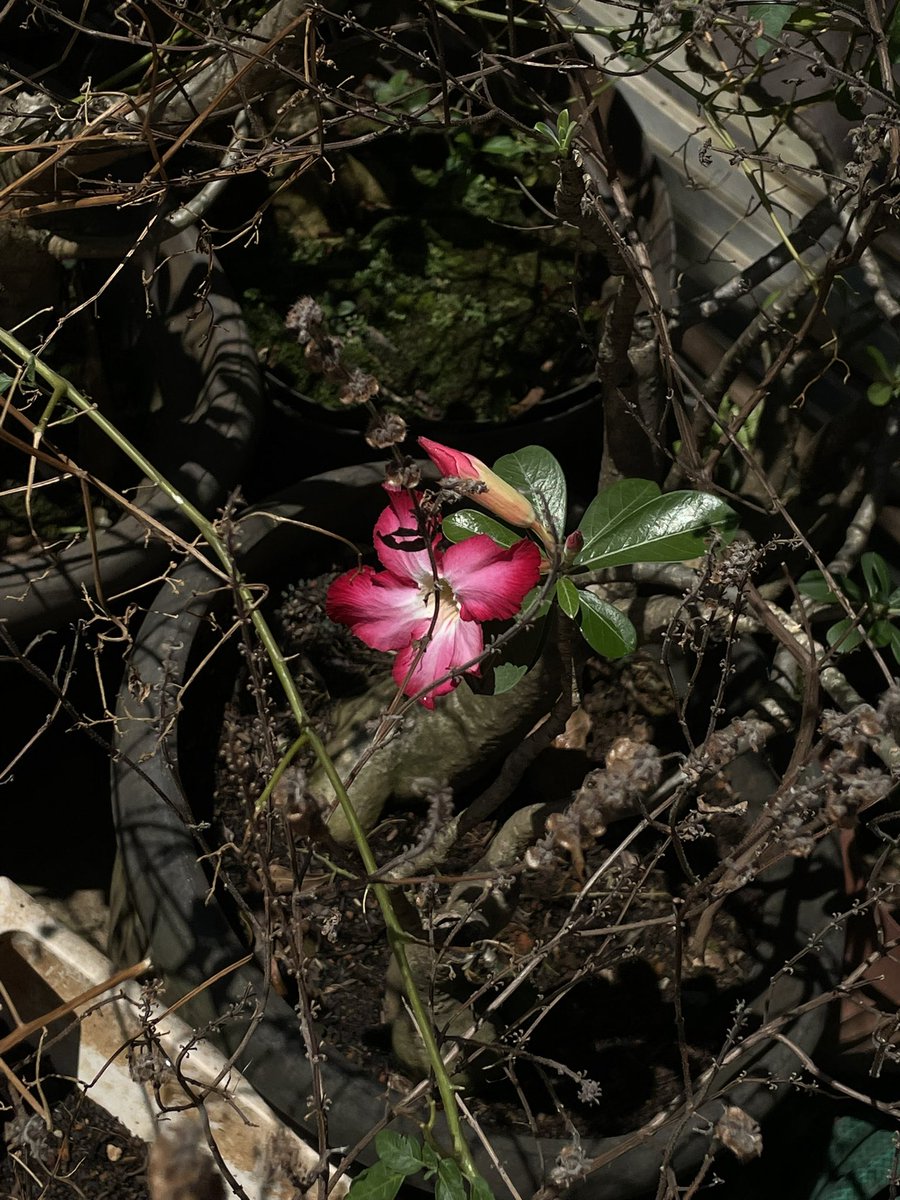 Seroja Rekah tweet media