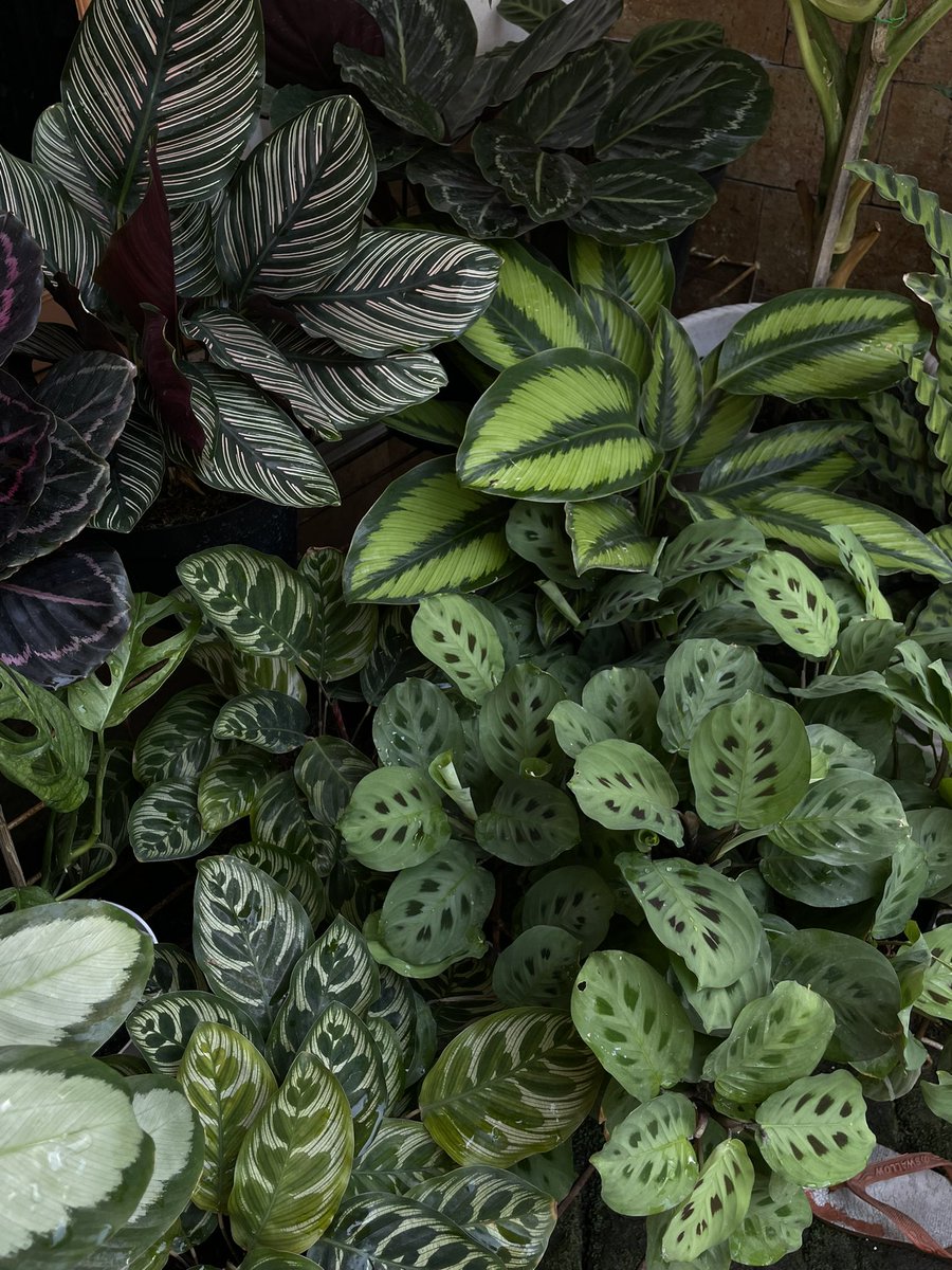 Seroja Rekah tweet media