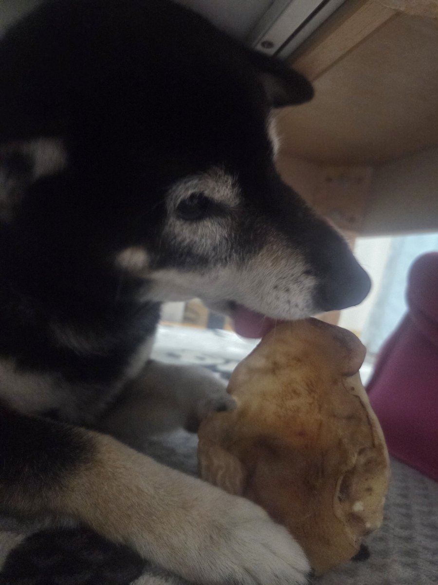 どんぐりたん tweet media