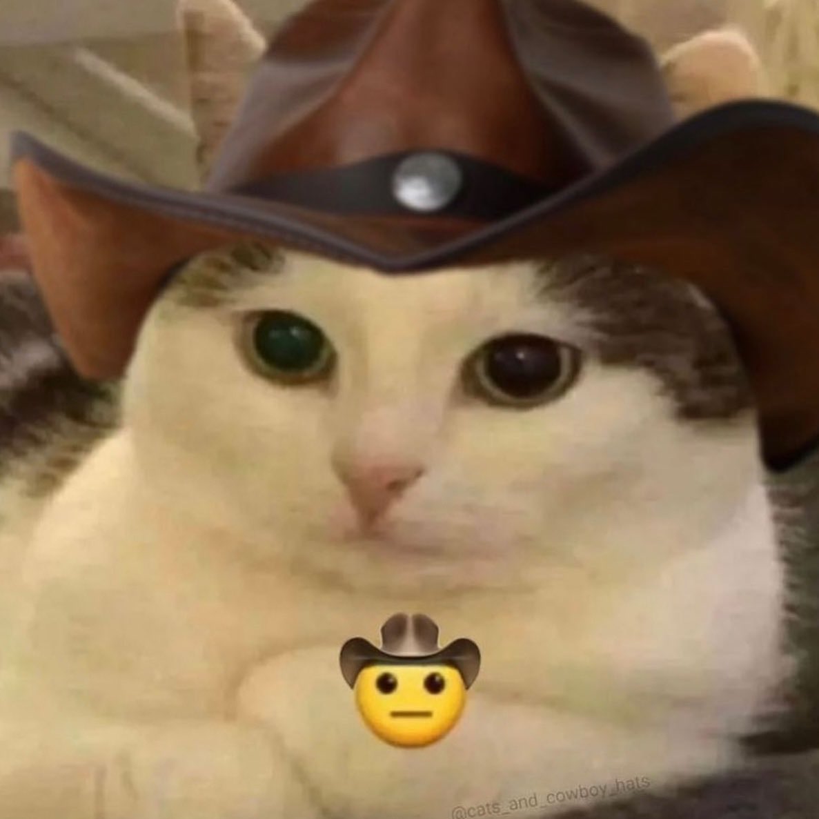 Sebastián Rojas tweet media