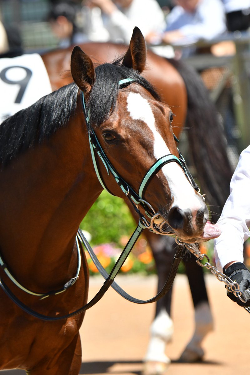 手羽先 tweet media