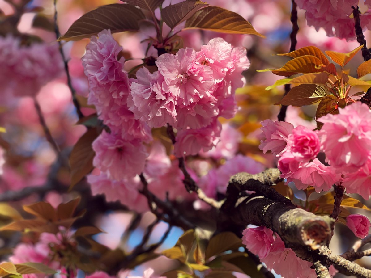 昨日行った大阪造幣局桜の通り抜け🌸
見頃だった🥰