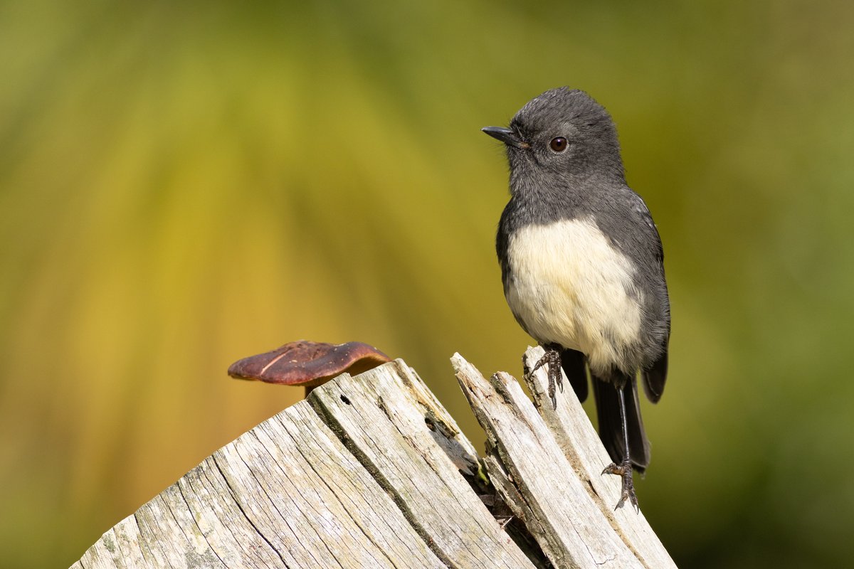 A stump, a kakaruwai (South Island robin), a toadstool and a beautiful background – my best shot at Orokonui Ecosanctuary this morning. #Robin #BirdsOfTwitter