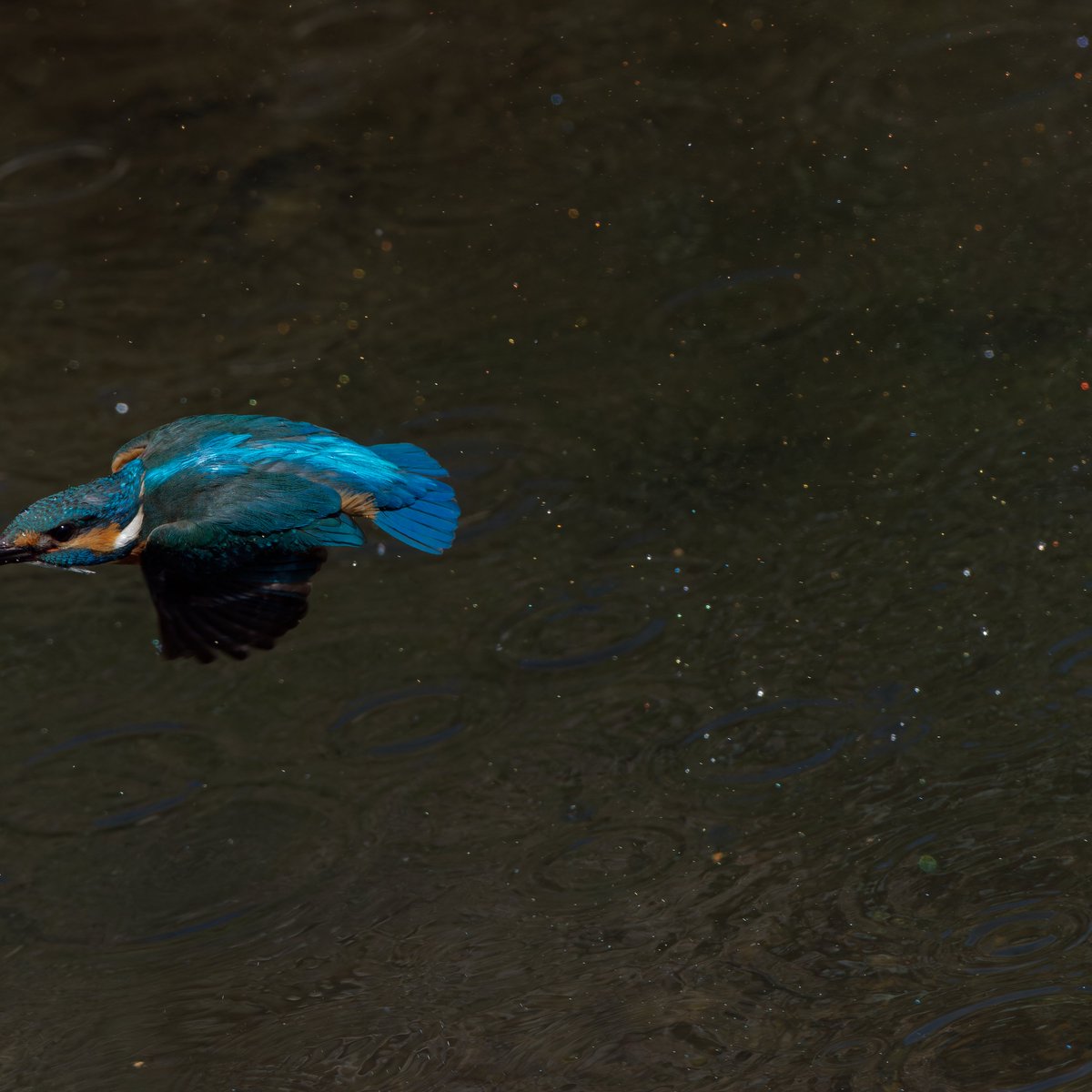 OJu_Ju's tweet image. 縦グリップとテレコン止めてみようかと思い始めたワタシ・・
#もっと頑張れOM1 | #OLYMPUS