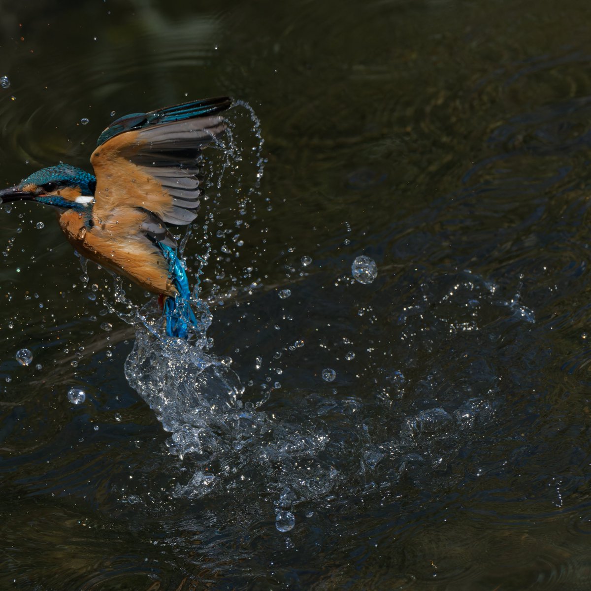 OJu_Ju's tweet image. 縦グリップとテレコン止めてみようかと思い始めたワタシ・・
#もっと頑張れOM1 | #OLYMPUS