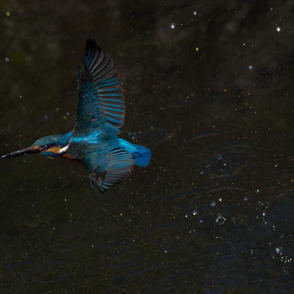 OJu_Ju's tweet image. 縦グリップとテレコン止めてみようかと思い始めたワタシ・・
#もっと頑張れOM1 | #OLYMPUS