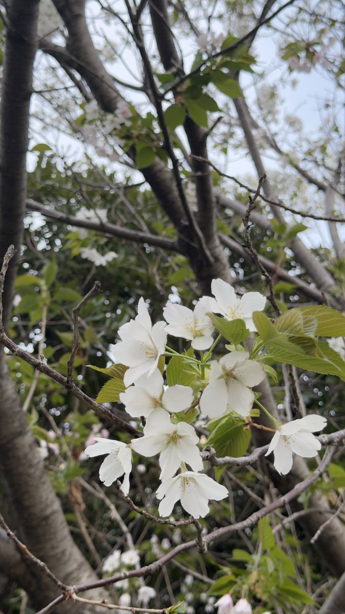 cozy_libra's tweet photo. ようやく春らしくなり、気持ちも前向きになってきた方増えてます🥰
日が長くなってくると脳内では
👉 セロトニン（幸福感・安定）というホルモンが増える
さらにそこから
👉 ドーパミン（やる気・行動）も出やすくなる
つまり
「気分がいい → 動きたくなる」流れが自然に起きやすくなります♪ https://t.co/WUJglZ6u0d