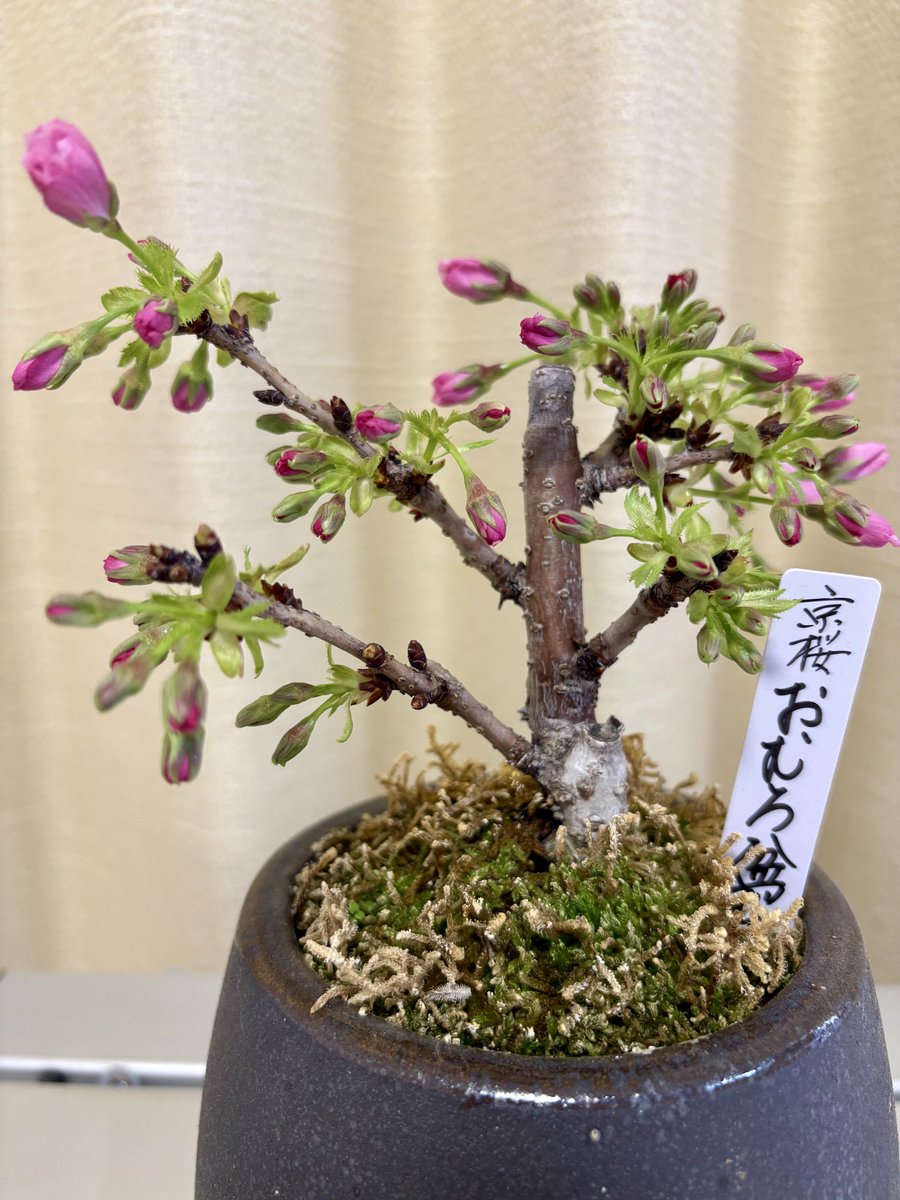 akawigus's tweet photo. 定点観測2026.4.12
もうすぐ開花宣言🌸
濃ゆいピンクの蕾が溢れ落ちそう https://t.co/R5rTcxvrmi