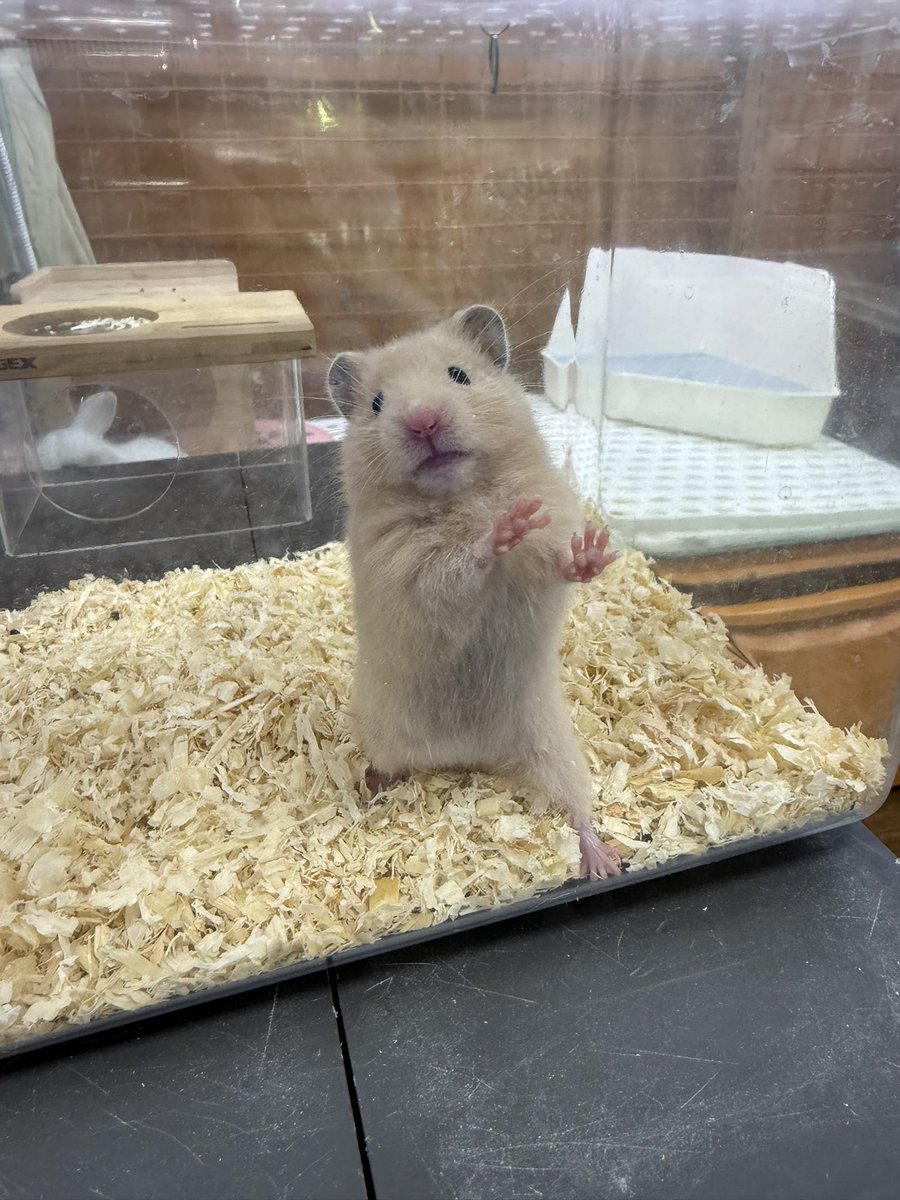 ほたて🐹 tweet media