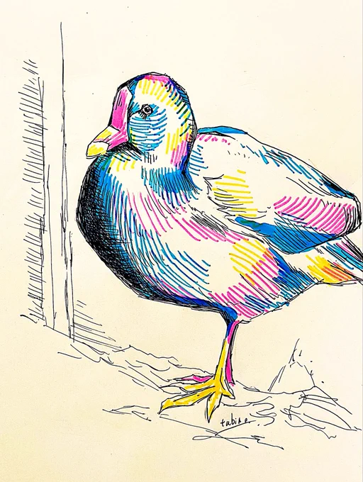 今回はピンク、水色、黄色で描きましたがもう一回描いて実際の色で塗ろうかなと思ったりしてます。神戸どうぶつ王国でお写真撮らせてもらった鳥さんです。