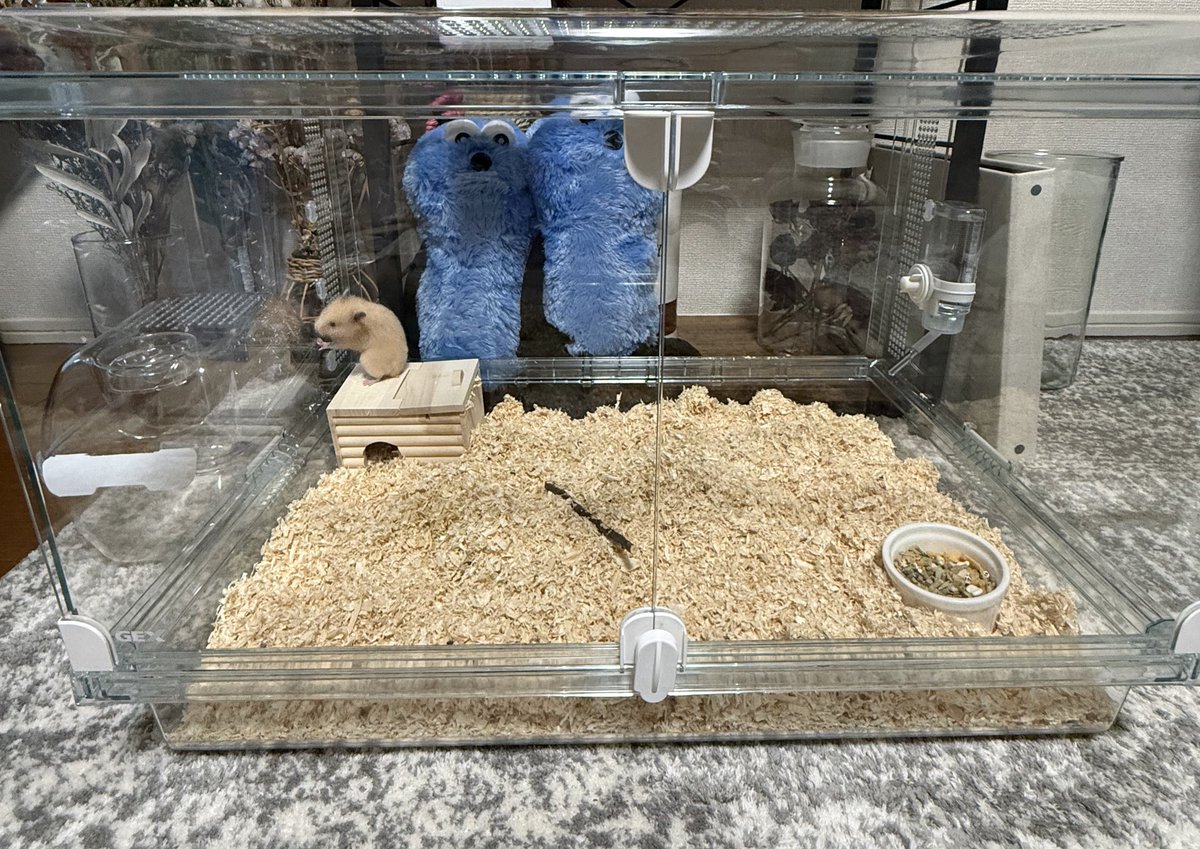 ほたて🐹 tweet media