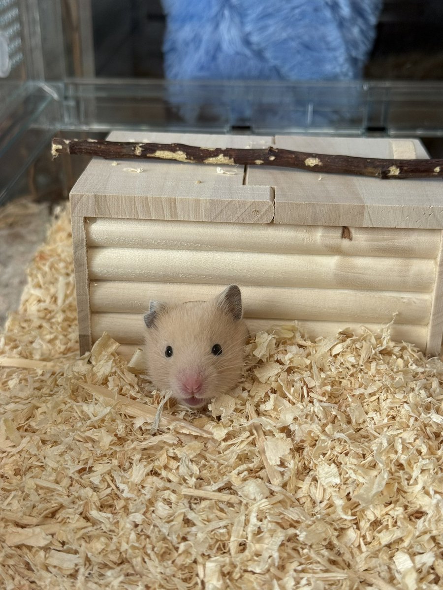ほたて🐹 tweet media