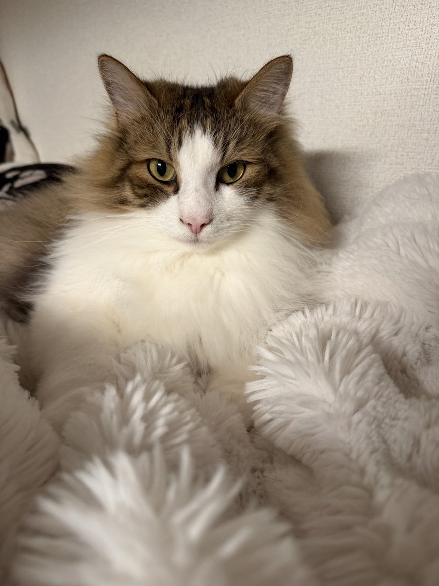 🐈⬛ななこ🐾猫と闘病 tweet media