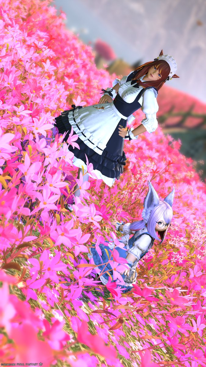 Akikaze_Bp's tweet photo. える子さんとイル・メグでモデルウォークの2S撮ってきました～！ミコッテのエモートもかわいい！

#FF14 #FF14SS #FFXIV #ミコッテ #ララフェル
#Yojimbo #MeteorDC https://t.co/v6qgUJENv9