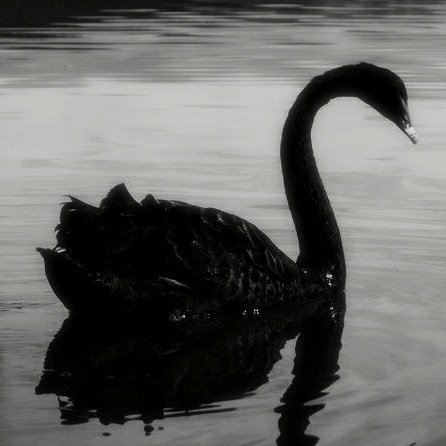 OPHELIA. tweet media