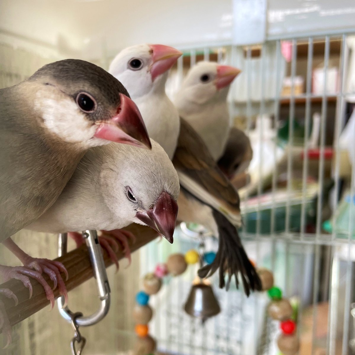 今日の高知は少し暑いですが風が爽やかで過ごしやすいですね。
文鳥のヒナはしっかり育ってくれました。
大半が独り立ちできたかな。
手乗りの練習はこれからが本番です。