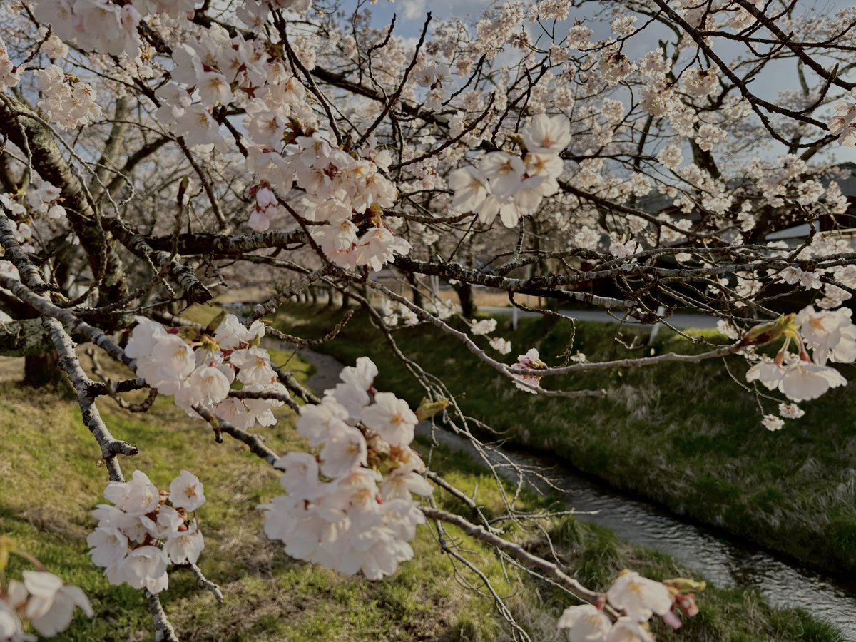 onsensaiseisan's tweet photo. 明日13日(月)午前9:55〜KHB東日本放送の情報番組「突撃！ナマイキTV」さんの桜特集でぬまくらが少し紹介されます🌸
サウナから望む湯沢川の桜並木の様子を是非ご覧ください。(いま満開です！) https://t.co/cJiWksijWl