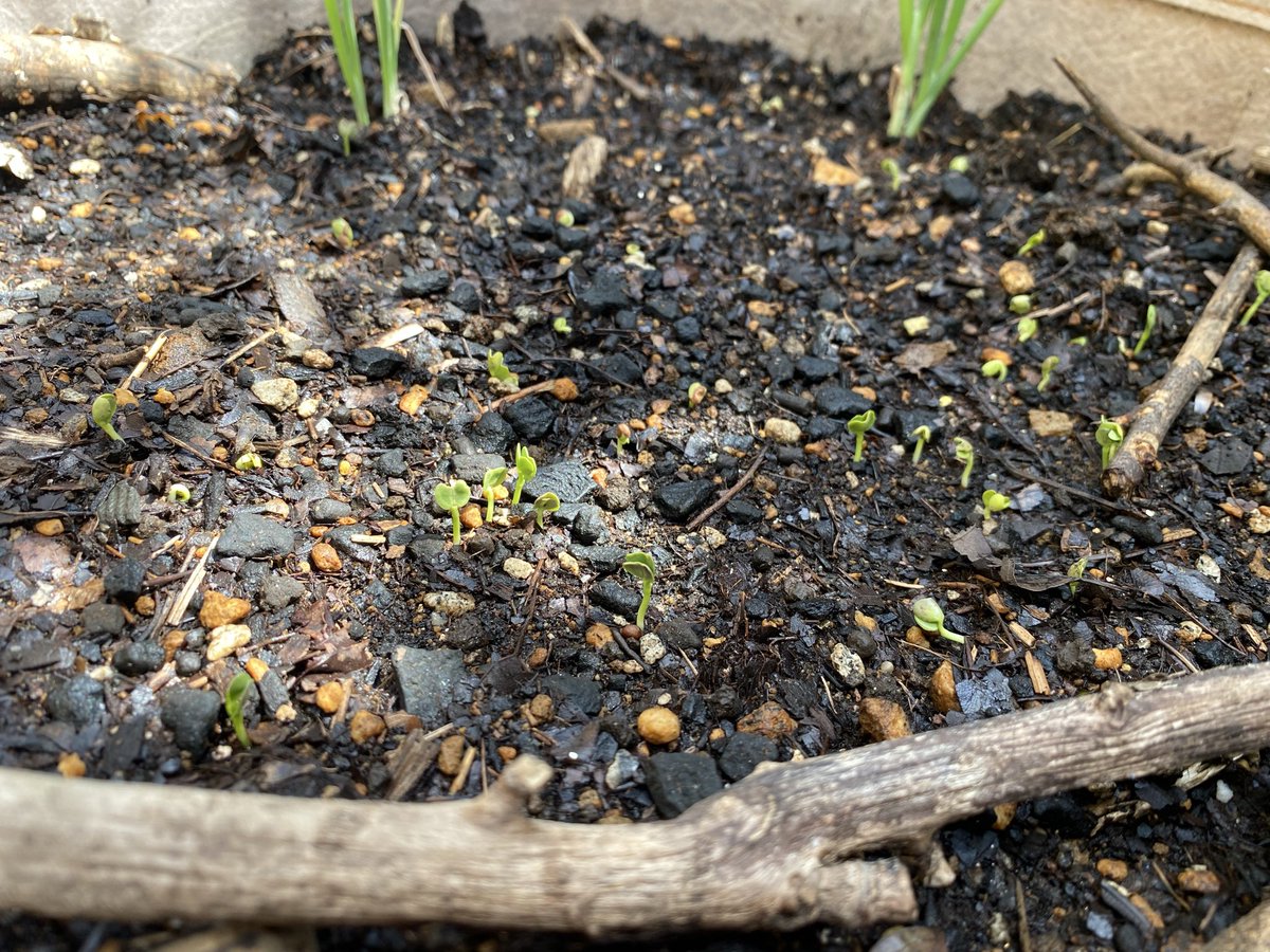 🌷ミツキ🌸心の仕組みLab（ラボ） tweet media