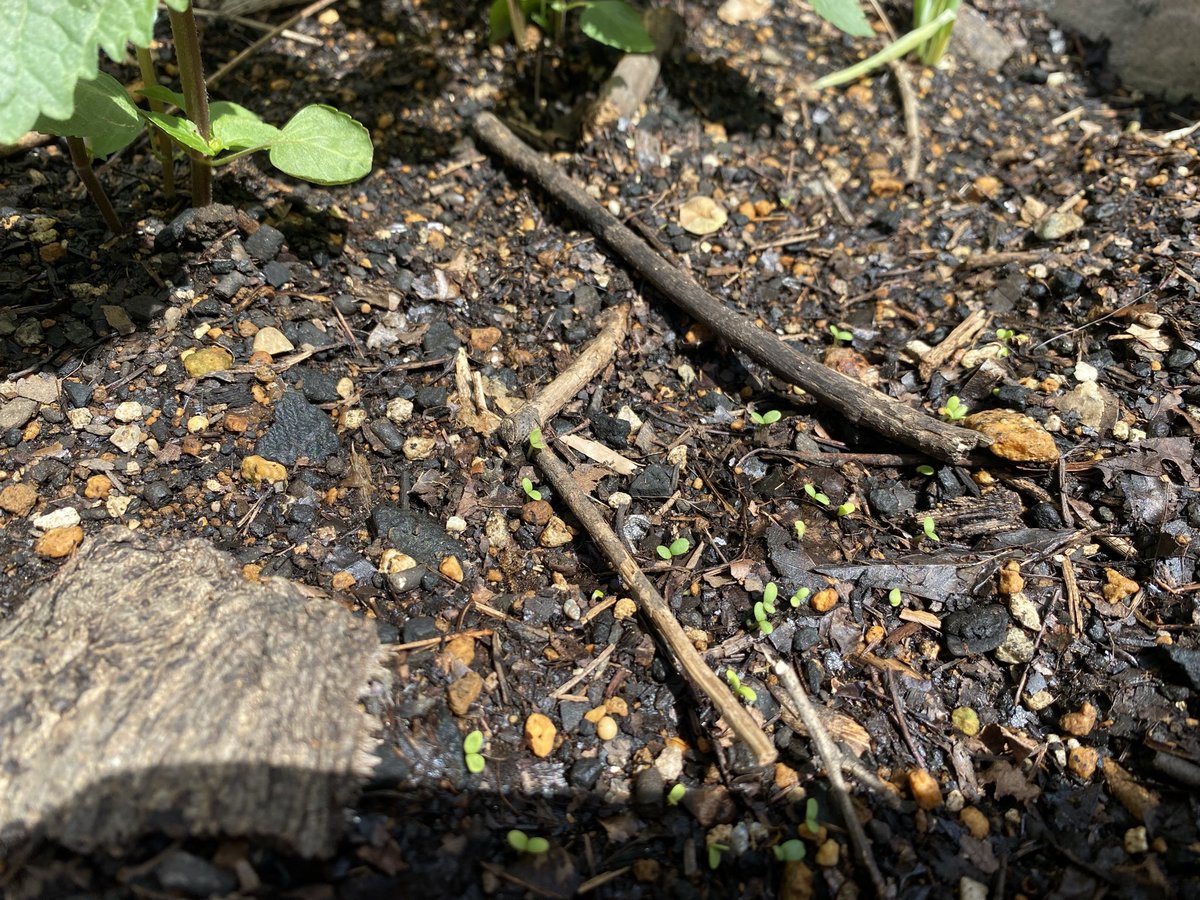 🌷ミツキ🌸心の仕組みLab（ラボ） tweet media