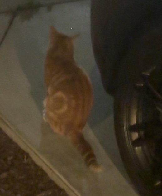 Boopers 💜✨ tweet media